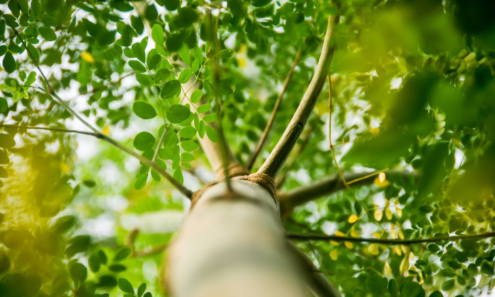 Árbol de moringa.